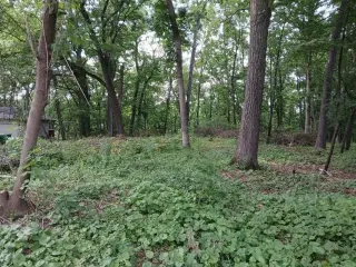 Beautiful .69 Acre Lot in Springfeild thumbnail 1